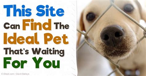Bringing Joy Home: Locating Pet Adoption Centers near Me